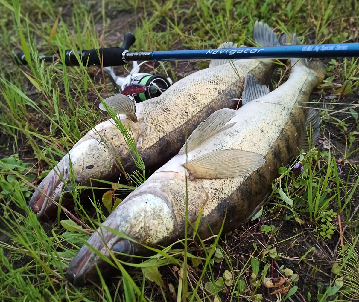 zander 11