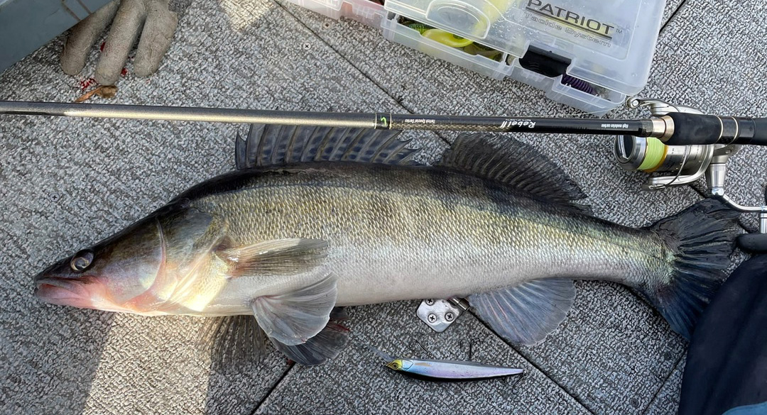 zander 02