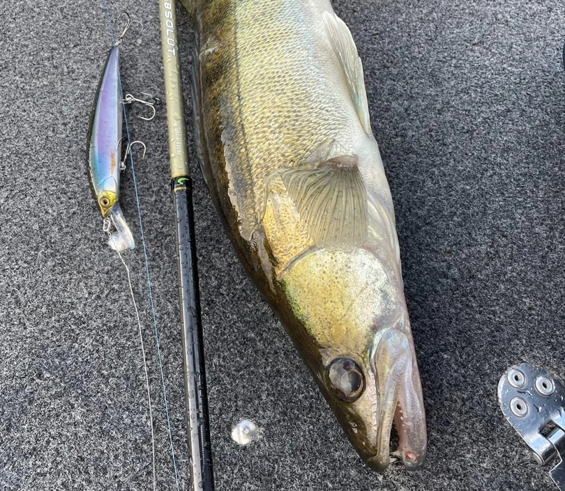 zander 04