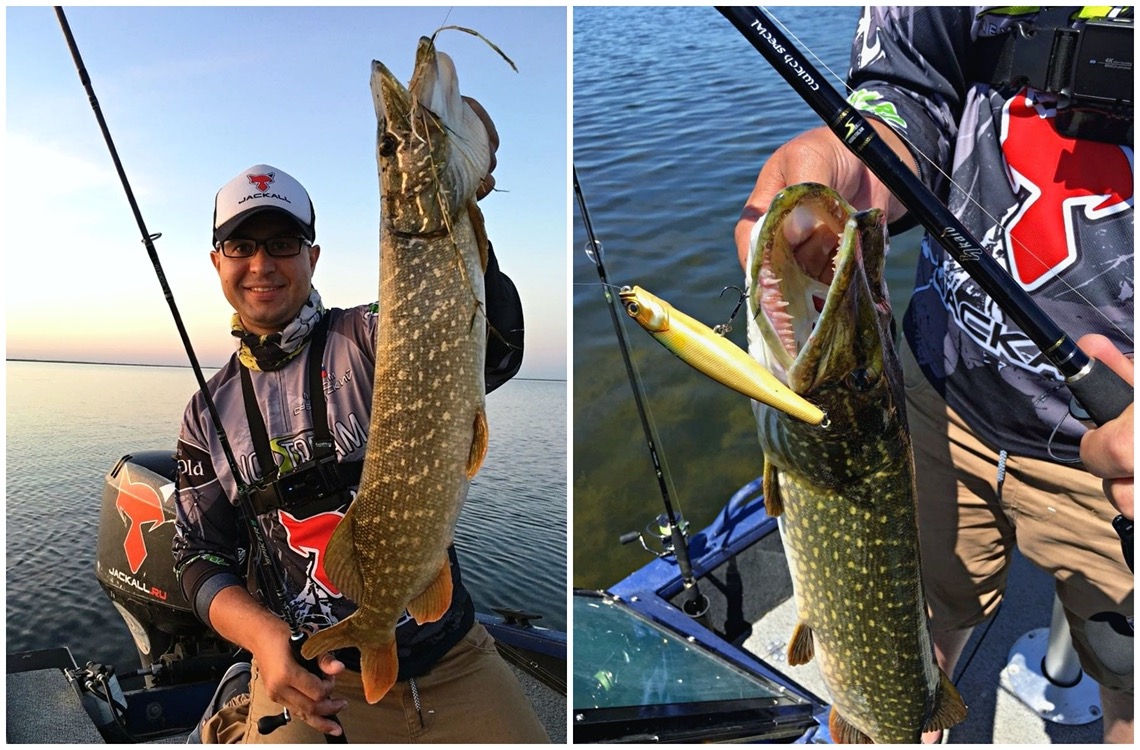pike fish