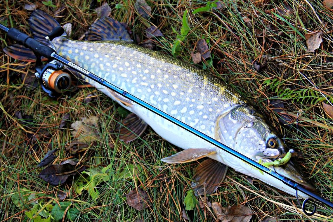 pike fishing in autumn.8