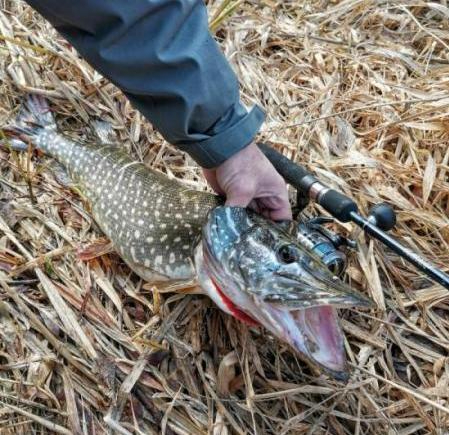 pike 7