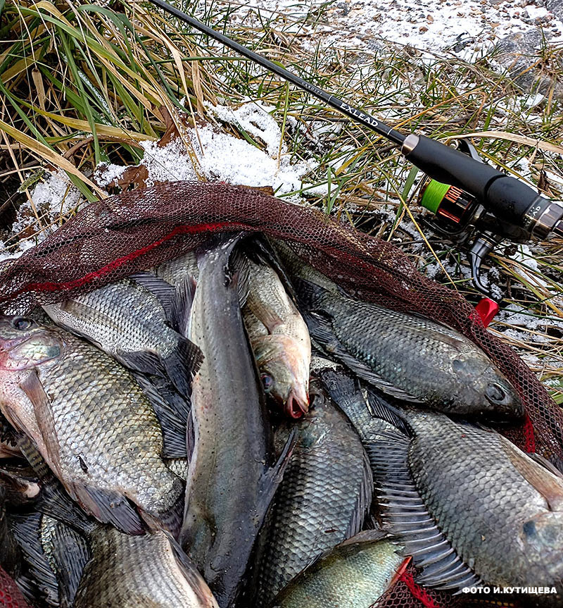 tilapia 2a
