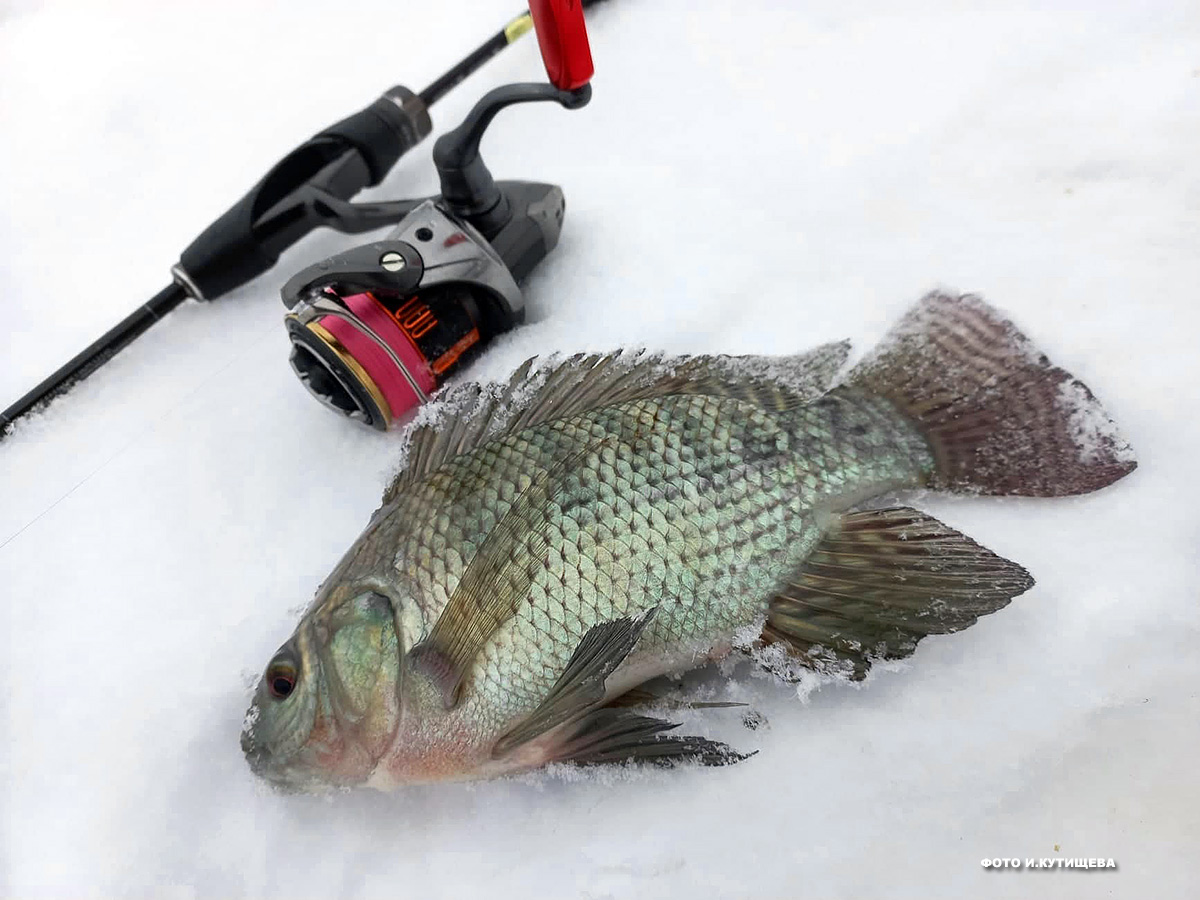 tilapia 3a