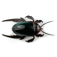 Воблер CHAFER37 Жук-плавунец превью 2