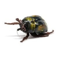 Воблер CHAFER37 Майский жук 1,6 г цв. 273