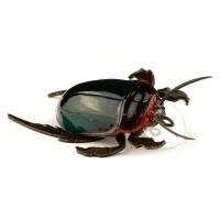 Воблер CHAFER37 Жук-плавунец 4,6 г код цв. 118