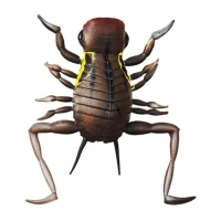 Akagaeru